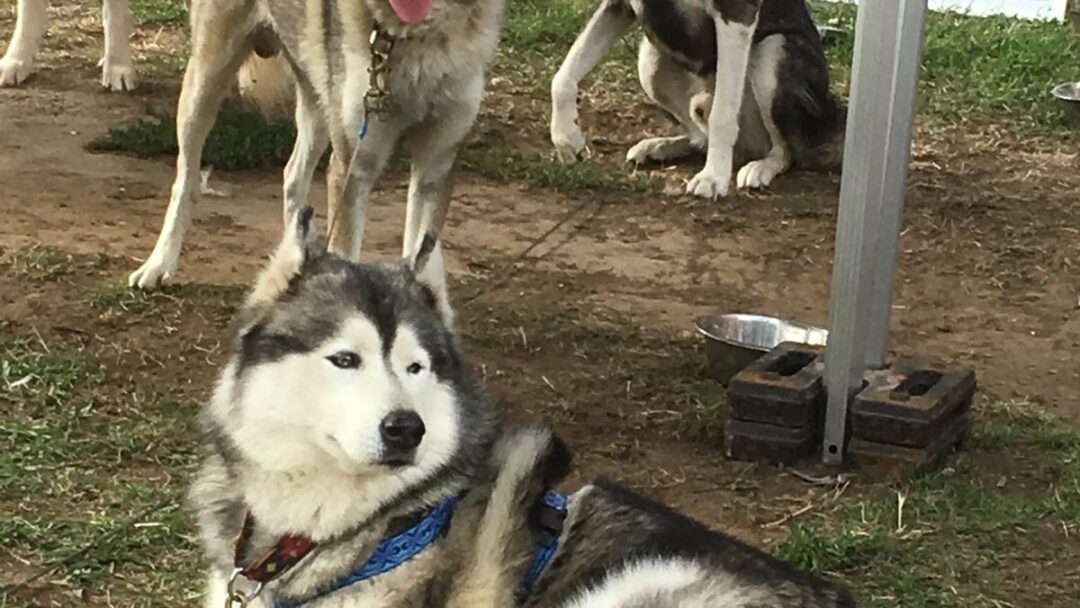 Chiens de traîneau